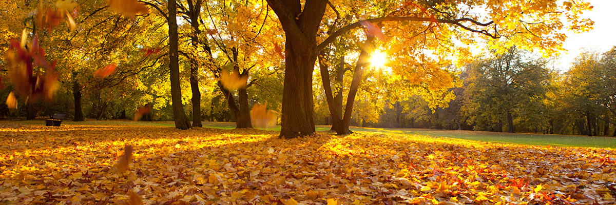 herbst, jahreszeit, landschaft, stimmung, kalt, weg, herbstlich, colorful, farbe, ahorn, baum, braun, fallen, foliage, frisch, gelb, grün, hell, leaf, licht, ländle, natur, natürlic, orange, outdoors, park, pflanze, rot, schön, schönheit, sonne, sonnig, sunlight, umwelt, wald, woods, depression, nebel, herbstatg, nachmittag