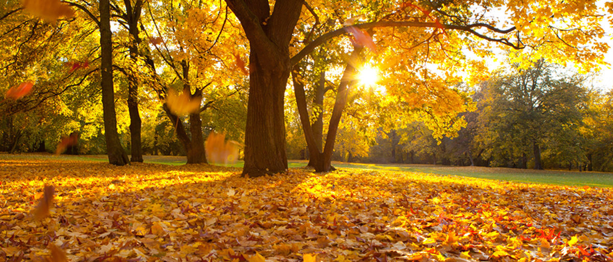 herbst, jahreszeit, landschaft, stimmung, kalt, weg, herbstlich, colorful, farbe, ahorn, baum, braun, fallen, foliage, frisch, gelb, grün, hell, leaf, licht, ländle, natur, natürlic, orange, outdoors, park, pflanze, rot, schön, schönheit, sonne, sonnig, sunlight, umwelt, wald, woods, depression, nebel, herbstatg, nachmittag