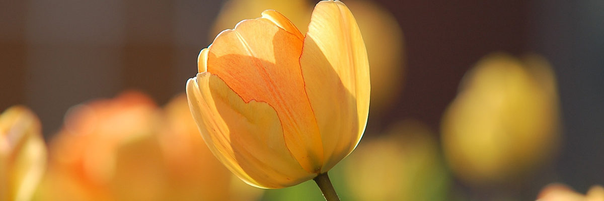 Tulpen Frühjarswanderung Frühling wandern