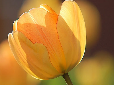 Tulpen Frühjarswanderung Frühling wandern