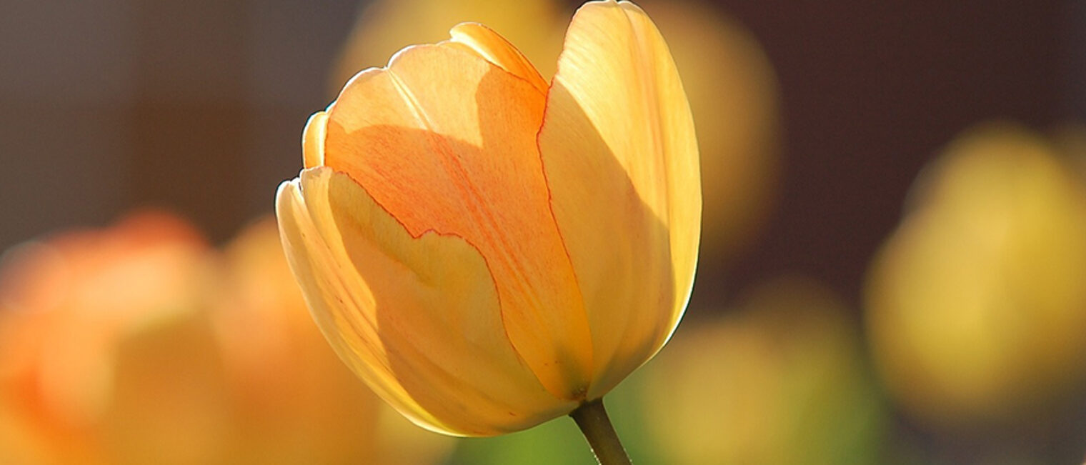 Tulpen Frühjarswanderung Frühling wandern