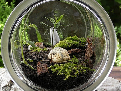 Terrarium Biosphäre